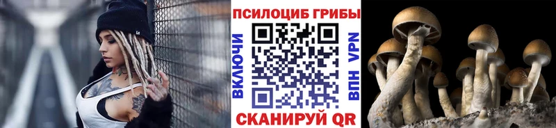 Галлюциногенные грибы Psilocybine cubensis  Теберда 